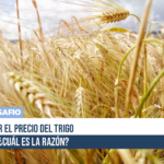 Vuelve a subir el precio del trigo en el mundo, ¿cuál es la razón?