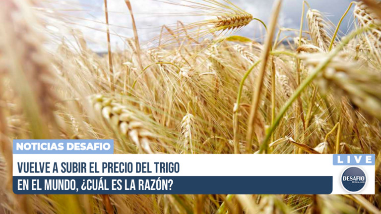 Vuelve a subir el precio del trigo en el mundo, ¿cuál es la razón?